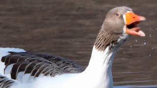 Goose honk  call sound amp bathing [upl. by Byrd479]