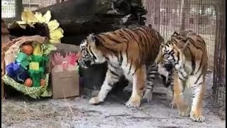 LIVE Tiger Treat Feeding for Thanksgiving at Big Cat Rescue  The Dodo [upl. by Witherspoon]