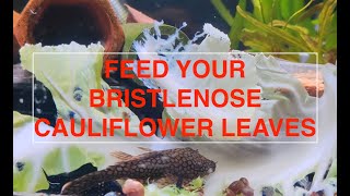 Bristlenose Plecos love cauliflower leaves  how to feed bristlenose plecos [upl. by Nelli]