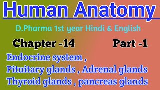 Endocrine system  Pituitary glands  Adrenal glands  Thyroid glands  Pancreas glands D Pharma [upl. by Hayse544]