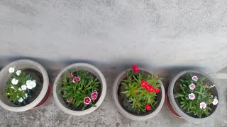 DO THESE GARDENING WORKS IN MAY GARDENING WORKS GUPTAS HOME GARDENING [upl. by Hocker216]