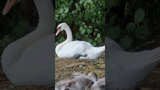 White Swan and swanlings sheltering by the riverbank [upl. by Ahsimit]