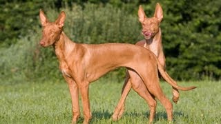 LGRA Pharaoh Hound 200 yard straight Race Meet [upl. by Moulden]