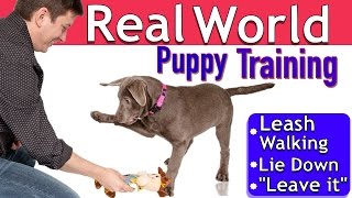 Easy Puppy Training 3 Things 1 Session Leash walking Leave it Lie down [upl. by Dhiman]