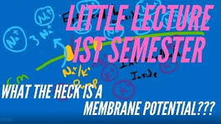 Little Lecture 1st Semester WHAT THE HECK IS A MEMBRANE POTENTIAL [upl. by Tandi]