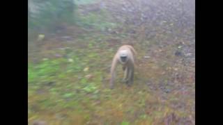 Yellow Throated Marten attacking Langur  Langur trying to walk away but fails  Rarest Scenes [upl. by Mot285]