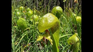 Darlingtonia californica California pitcherplant [upl. by Auburta]