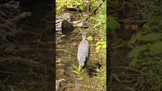 Great Blue Heron Hunting shorts youtubeshorts nature subscribe shortsfeed birds [upl. by Ycrep]