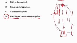 karyotype practice q [upl. by Zealand328]