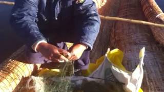 fish of Lake Titicaca [upl. by Kcira]