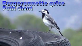 BERGERONNETTE GRISE Chant au début et à la fin [upl. by Rasaec]