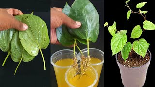 How to Propagate Betel paan Plant in water Propagating betel plant using a single leaf [upl. by Nednil]