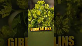 Gibberellins [upl. by Atims]