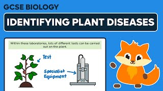 Identifying Plant Diseases  GCSE Biology [upl. by Sonni]