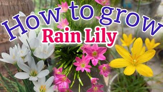 रैन लिली के बल्ब कैसे लगाएं How to grow rain lily bulbs Tips for rain lily youtube gardening [upl. by Drhacir839]