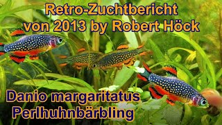 HD Perlhuhnbärblinge Zuchtbericht Danio margaritatus Microrasbora Galaxy Tipps Zucht Vermehrung [upl. by Ainezey]