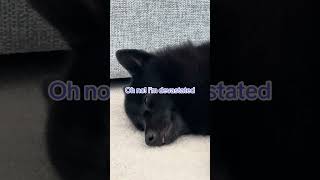 She gives up halfway even when it’s cool She likes to lounge 😂😂😂 schipperke funny silly cute [upl. by Anihs]