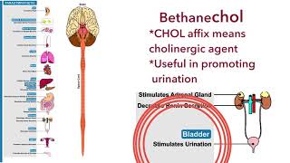 Bethanechol and pilocarpine Direct acting cholinergic agonists [upl. by Min]