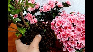 How to Grow and Replant Azalea Plants [upl. by Eloci]