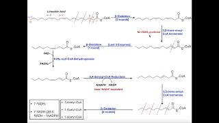 Beta Oxidation of a Polyunsaturated Fatty Acid Linoleic Acid [upl. by Ateuqirne]