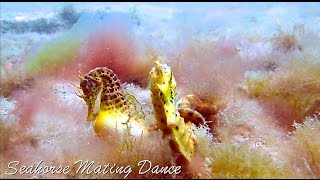 Romantic Seahorse Mating Dance in the Ocean 2016 HD [upl. by Truitt6]