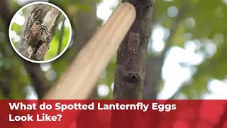 What do Spotted Lanternfly eggs look like [upl. by Yllim]