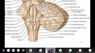 Cordón espinal y Tallo Cerebral bulbo puente y mesencéfalo [upl. by Joe]