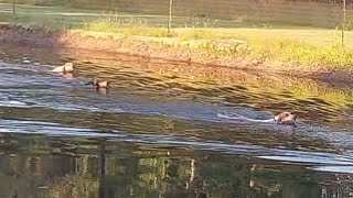 Water Race amp Treeing Contest CoonHounds [upl. by Enirehtacyram]