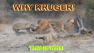 KRUGER 2024 PART 1 [upl. by Niahs345]