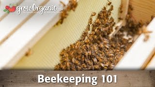 Beekeeping for Beginners  Hive Set Up [upl. by Acker]