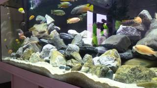 Juwel Rio400 Malawi aquarium [upl. by Ninnette986]