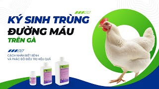 Ký sinh trùng đường máu trên gà  Cách nhận biết và phác đồ điều trị hiệu quả  DrVet [upl. by Brathwaite]