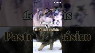 Lobo Gris vs Pastor Caucasico [upl. by Kiyohara63]