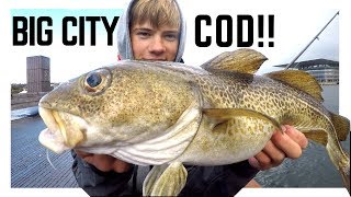 BIG CITY COD Streetfishing Copenhagen  W Nordicfishingdk [upl. by Nibla20]