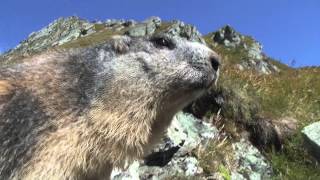 Großglockner  Murmeltiere unter sich Doku [upl. by Eignav]