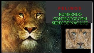 IMPORTANTE🐅 FELINOS🐅 ROMPENDO CONTRATOS COM SERES DE NÃO LUZ [upl. by Nosimaj929]