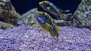 most agressive cichlids of lake tanganyika petrochromis [upl. by Harpole]