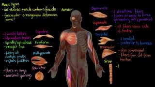 Muscle Types [upl. by Ettenom]