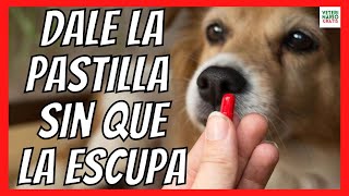 ✅ ¿CÓMO DARLE UNA PASTILLA A UN PERRO SIN QUE LA ESCUPA ✅ [upl. by Aimik]