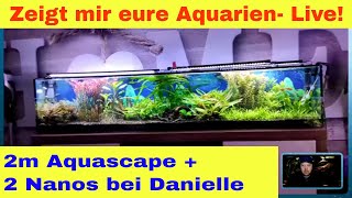 Live 3 tolle Aquascapes bei Danielle  Ostafrikanisches Farbfeuerwerk  geklautes Aquarium [upl. by Ahsets]