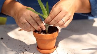 How to Propagate Aloe Vera 🌿 [upl. by Awra174]