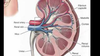 Kidney Anatomy DETAILED Renal Nephron Urinary System [upl. by Leviralc]