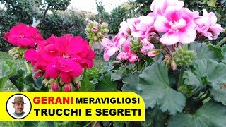 COLTIVARE I GERANI TRUCCHI E SEGRETI [upl. by Firehs728]