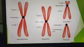 MetacentricSubmetacentricAcrocentricTelocentric Chromosomes [upl. by Millman]