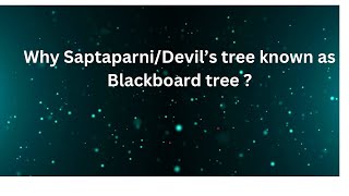 Saptaparni Devils tree Alstonia scholaris सप्तपर्णी blackboard tree [upl. by Lohse139]