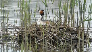 Great Crested Grebes  Nest building and Courtship [upl. by Ayot]