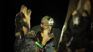 Bluetick Coonhounds Treeing raccoon [upl. by Dunkin]