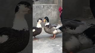 Animal short video  Duck video for cats to watch  duck youtubeshorts ytshorts shorts animal [upl. by Schecter550]