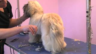 Grooming Guide  Lhasa Apso Competition Trim  ProGroomer [upl. by Brnaba]