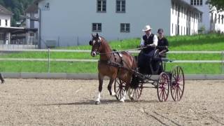 Kathriners Freiberger am Feldtest Sarnen 2016 [upl. by Dallon]